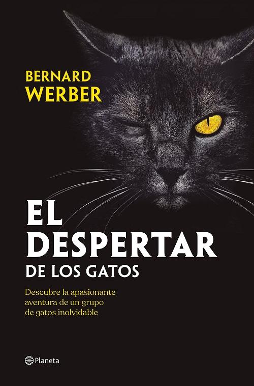 El despertar de los gatos. 