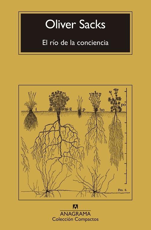 El río de la conciencia