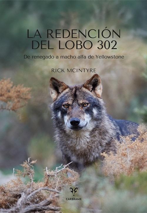 La redención del lobo 302 "De renegado a macho alfa de Yellowstone"